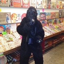 A gorilla getting his taffy fix at Rocket Fizz.
